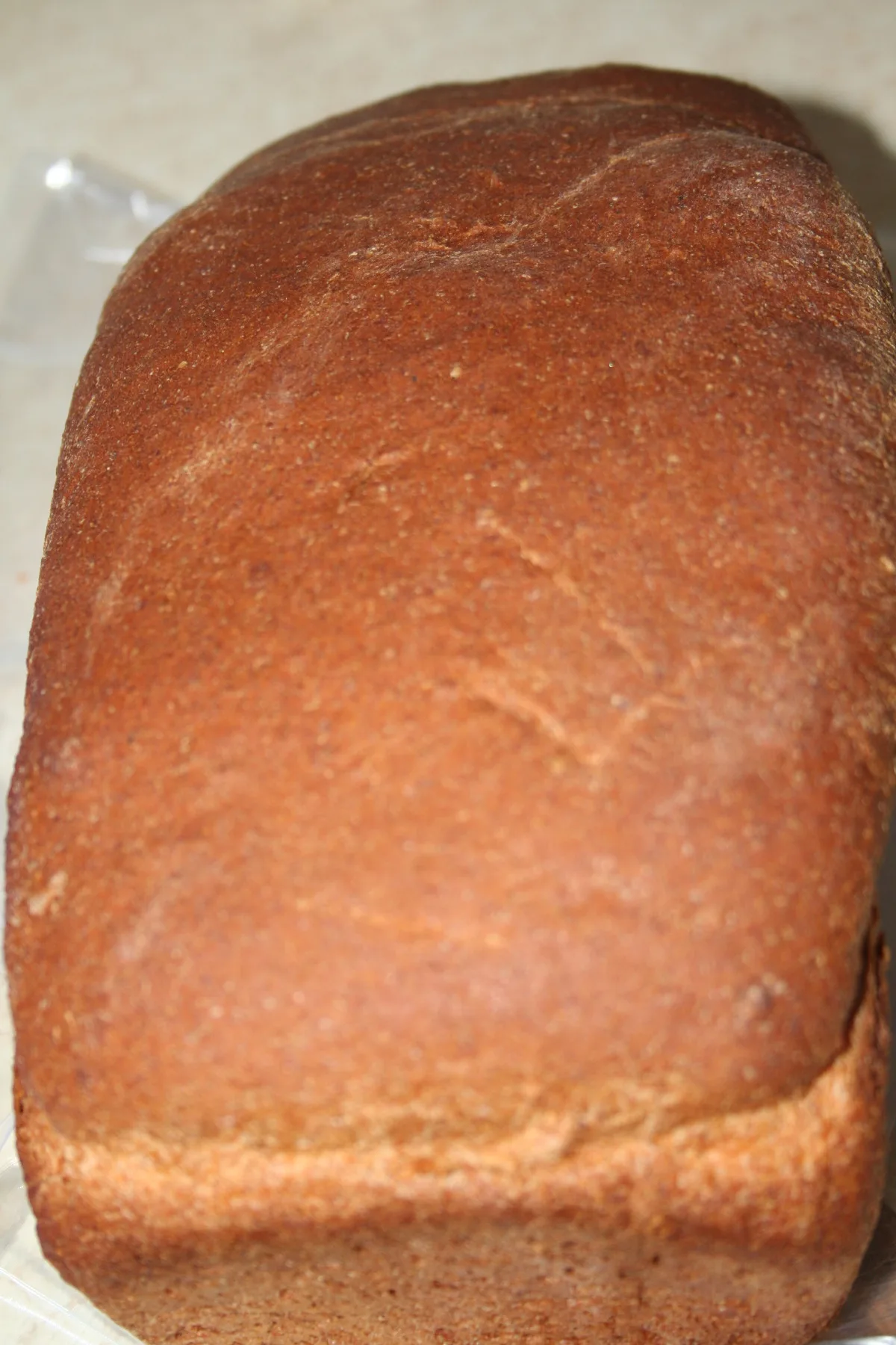 Basic 100% Whole Wheat Bread