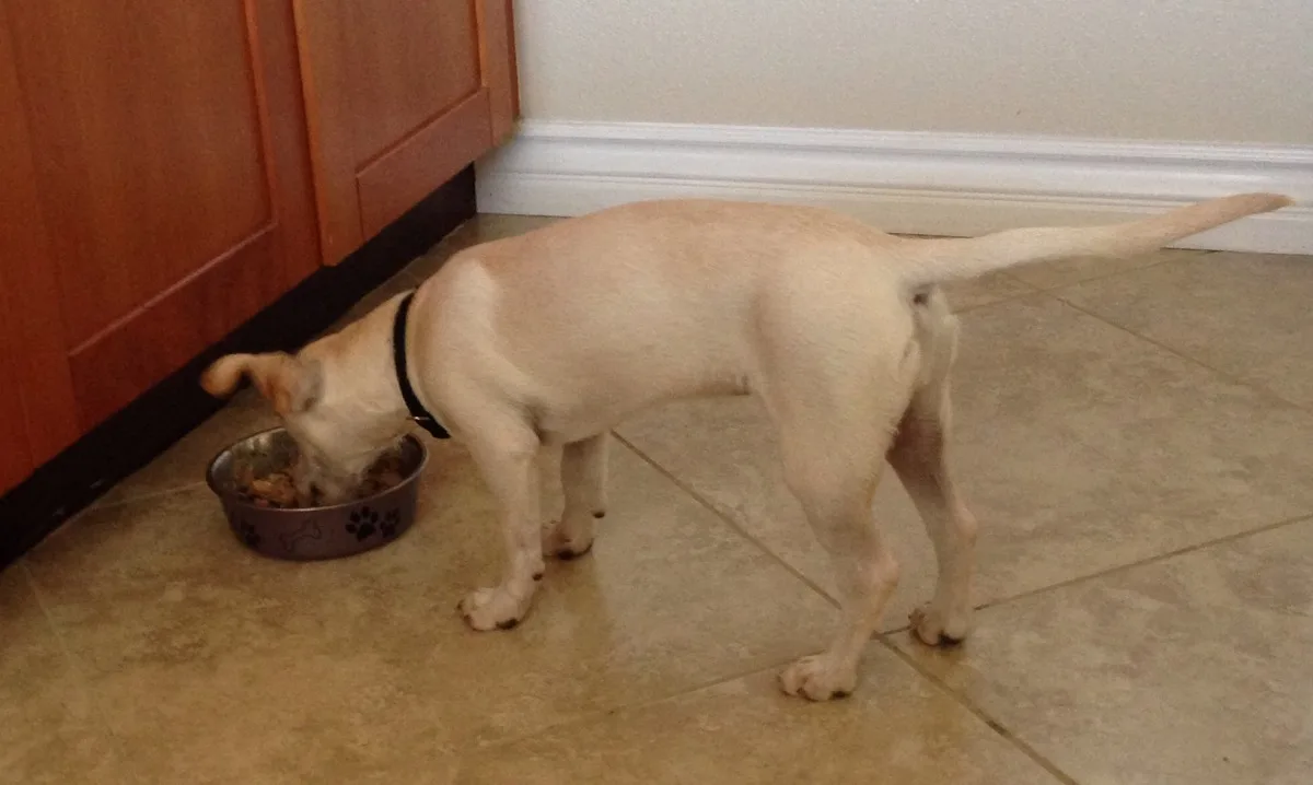 Homemade Dog Food in the Crockpot