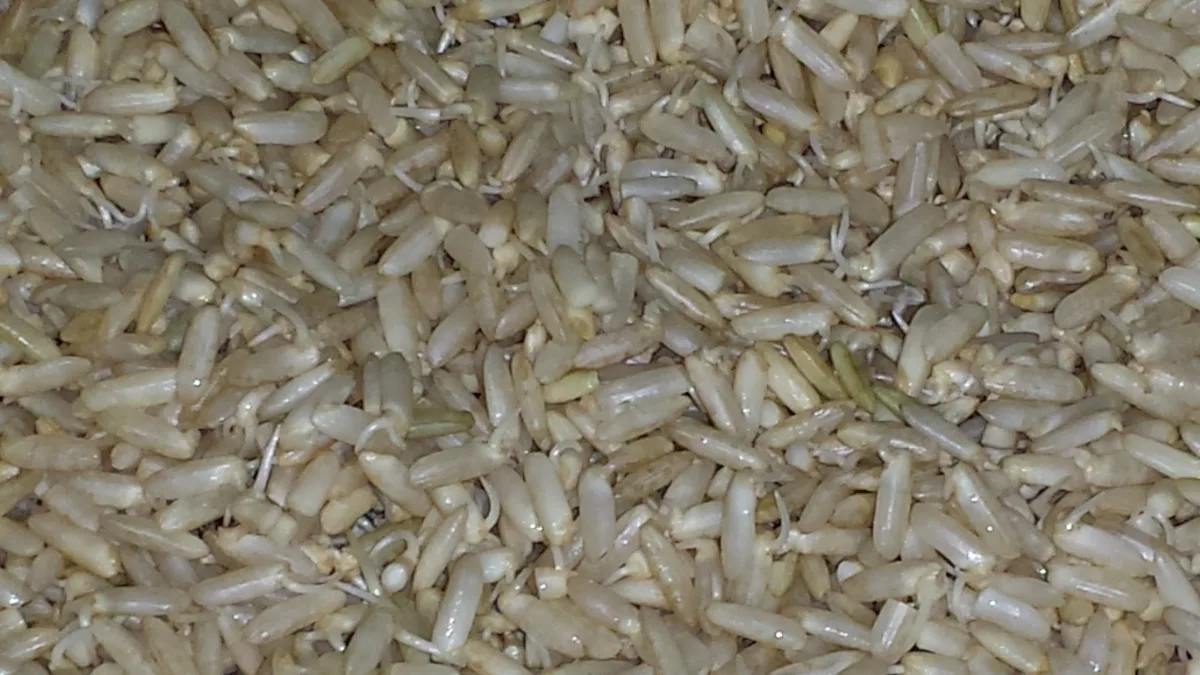 How to Sprout Brown Rice
