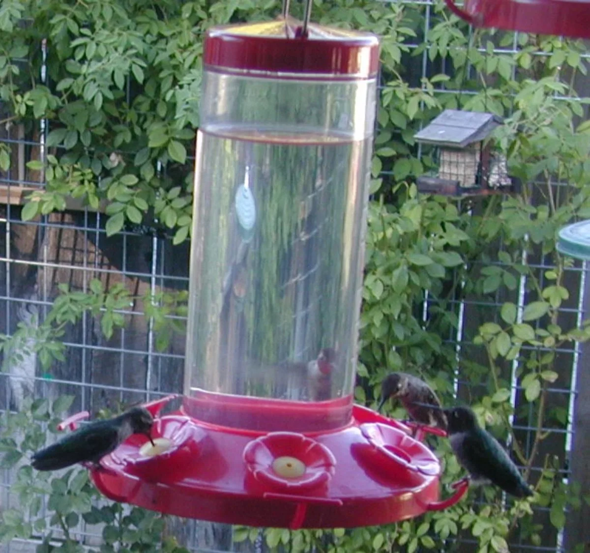 Hummingbird Feeding Solution