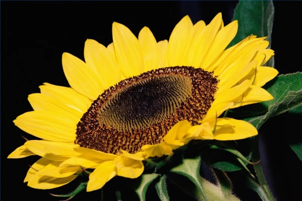 Roasted Salted Sunflower Seed