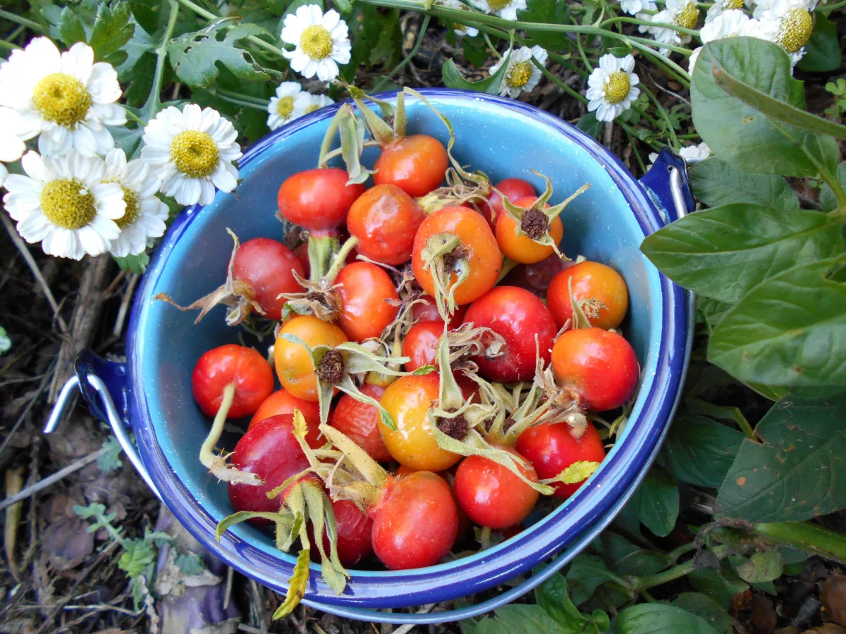 Rose Hip Jelly