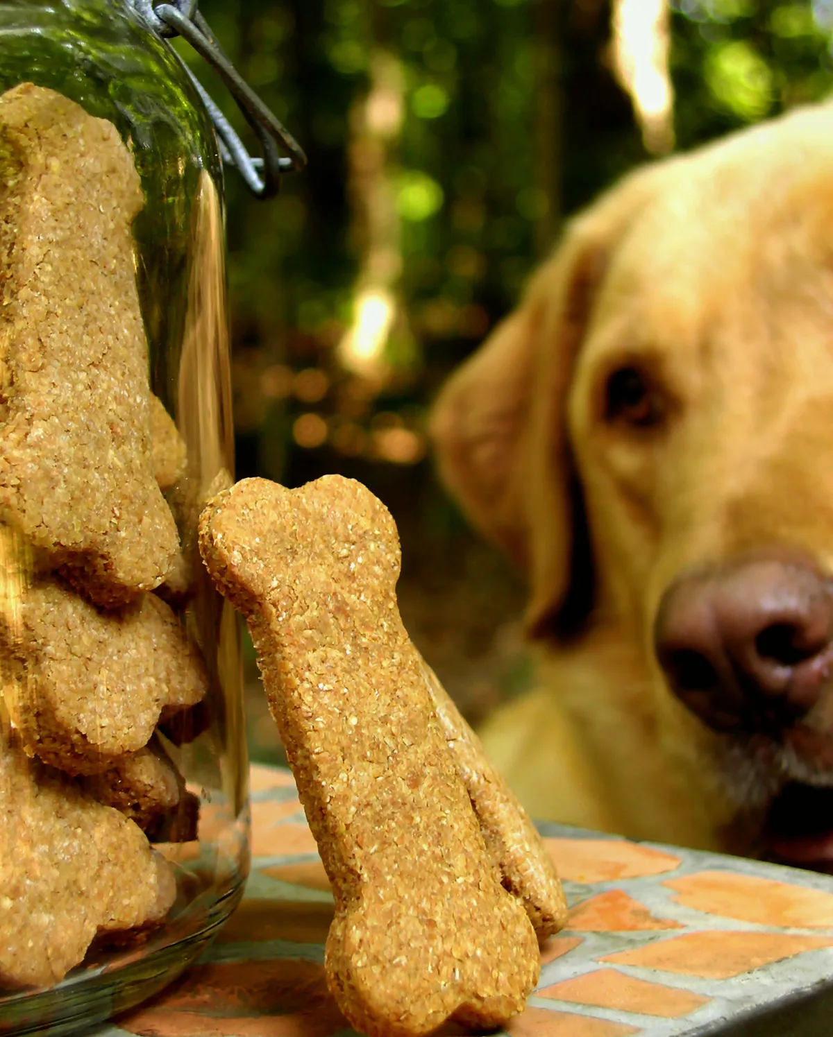 Special Occasion Dog  Bones / Biscuits